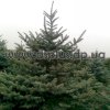 picea (18)